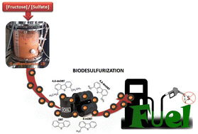 Graphical abstract: A new impetus for biodesulfurization: bypassing sulfate inhibition in biocatalyst production