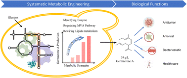 Graphical abstract: Reprogramming the metabolism of oleaginous yeast for sustainably biosynthesizing the anticarcinogen precursor germacrene A