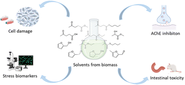 Graphical abstract: Evaluation of the toxicity profiles of three families of solvents from biomass: levulinate, lactate and furfural derivatives