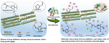 Graphical abstract: Non-catalytic proteins as promising detoxifiers in lignocellulosic biomass pretreatment: unveiling the mechanism for enhanced enzymatic hydrolysis