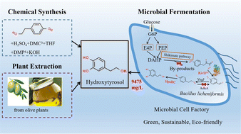 Graphical abstract: Systematic metabolic engineering of Bacillus licheniformis for hyperproduction of the antioxidant hydroxytyrosol