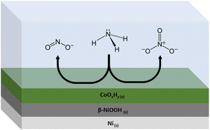 Graphical abstract: A CoOxHy/β-NiOOH electrocatalyst for robust ammonia oxidation to nitrite and nitrate