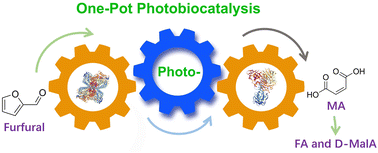 Graphical abstract: One-pot photoenzymatic synthesis of maleic acid and its derivatives from bio-based furfural via catalytic cascades