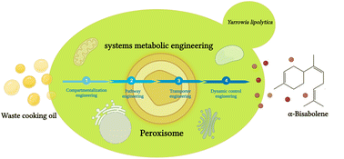 Graphical abstract: Biosynthesis of α-bisabolene from low-cost renewable feedstocks by peroxisome engineering and systems metabolic engineering of the yeast Yarrowia lipolytica