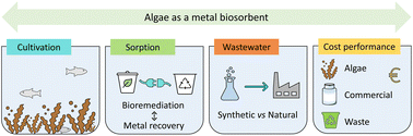 Graphical abstract: Metal biosorption onto non-living algae: a critical review on metal recovery from wastewater