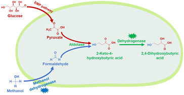 Graphical abstract: Highly efficient biosynthesis of 2,4-dihydroxybutyric acid by a methanol assimilation pathway in engineered Escherichia coli