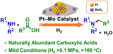 Graphical abstract: Reductive amination of carboxylic acids under H2 using a heterogeneous Pt–Mo catalyst