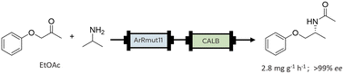 Graphical abstract: Development of an amine transaminase-lipase cascade for chiral amide synthesis under flow conditions