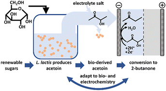 Graphical abstract: Acetoin production by resting cells of Lactococcus lactis for direct electrochemical synthesis of 2-butanone