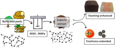 Graphical abstract: Towards green chemicals and edible coatings from barks and peels with near critical extraction of suberin