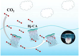 Graphical abstract: Enhancing carbon capture efficiency with a large-sized bionic jellyfish-carbonic anhydrase complex