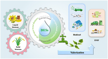 Graphical abstract: Deep eutectic solvents for catalytic biodiesel production from liquid biomass and upgrading of solid biomass into 5-hydroxymethylfurfural