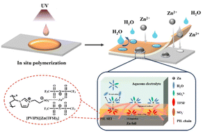 Graphical abstract: Tailoring the hydrophobicity and zincophilicity of poly(ionic liquid) solid–electrolyte interphases for ultra-stable aqueous zinc batteries