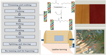 Graphical abstract: A review of the green chemistry approaches to leather tanning in imparting sustainable leather manufacturing
