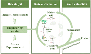 Graphical abstract: Developing a green and efficient biosynthesis system for l-aspartic acid by addressing enzyme imbalance and catalysis-extraction circulation processes