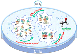 Graphical abstract: A cell-free artificial anabolic pathway for direct conversion of CO2 to ethanol