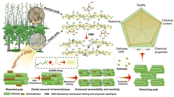 Graphical abstract: The complete conversion of bleached kraft pulp into dissolving pulp and two xylo-oligosaccharides through a deep eutectic solvent-assisted biorefinery
