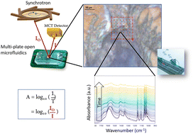 Graphical abstract: Spatiotemporal dynamics of cellulose during enzymatic hydrolysis studied by infrared spectromicroscopy