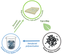 Graphical abstract: High performance, self-adhesive and recyclable dynamic crosslinked waste rubber particle blends toward upcycling of waste rubber