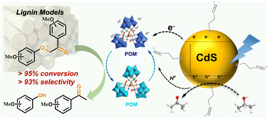 Graphical abstract: Highly selective hydrogenolysis of lignin β-O-4 models by a coupled polyoxometalate/CdS photocatalytic system