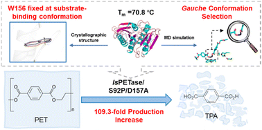 Graphical abstract: Efficient polyethylene terephthalate biodegradation by an engineered Ideonella sakaiensis PETase with a fixed substrate-binding W156 residue
