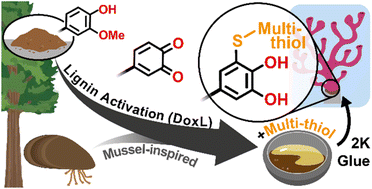 Graphical abstract: Organic transformation of lignin into mussel-inspired glues: next-generation 2K adhesive for setting corals under saltwater