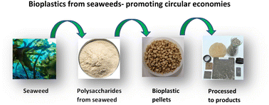 Graphical abstract: Seaweed-based polysaccharides – review of extraction, characterization, and bioplastic application