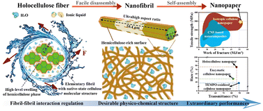 Graphical abstract: Weakening fibril–fibril interactions via an on-demand regulation of hemicellulose phase towards the facile disassembly of lignocellulose heterostructure into approaching native-state elementary fibrils