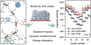 Graphical abstract: Co-operation of hydrogen bonds and dynamic covalent bonds enables an energy-dissipative crosslinked binder for silicon-based anodes