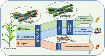 Graphical abstract: A novel green biorefinery strategy for corn stover by pretreatment with weak alkali-assisted deep eutectic solvents