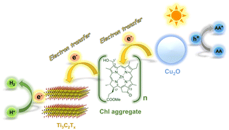 Graphical abstract: Efficient photocatalytic hydrogen production by organic–inorganic heterojunction structure in Chl@Cu2O/Ti3C2Tx