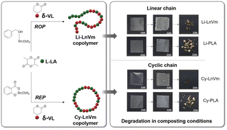 Graphical abstract: Effect of chain architecture and comonomer ratio on the biodegradability and thermal stability of biodegradable copolymers of l-lactide and δ-valerolactone