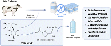 Graphical abstract: Lactose utilisation to furan carboxylates: a unique source for platform molecules