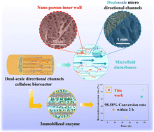 Graphical abstract: Wood-inspired dual-scale directional channel cellulose bioreactors with high mass transfer efficiency for continuous flow catalytic green conversion