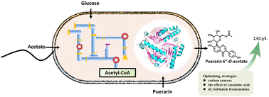 Graphical abstract: Green acetyl modification of puerarin to form puerarin 6′′-O-acetate using engineered Escherichia coli with favorable pathways and elevated acetyl-CoA supply