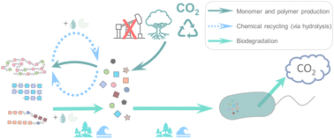 Graphical abstract: Polyester biodegradability: importance and potential for optimisation