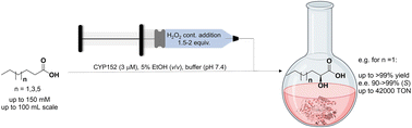 Graphical abstract: Preparative regio- and stereoselective α-hydroxylation of medium chain mono- and dicarboxylic fatty acids