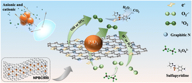 Graphical abstract: Efficient removal of sulfonamides in complex aqueous environments by an N, P-co-doped graphitic biochar: the crucial role of P2O5