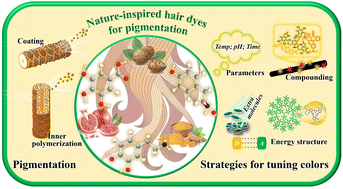 Graphical abstract: Nature-inspired safe and efficient hair dyes: beyond the traditional hair dyes