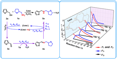 Graphical abstract: Construction of biomass-based amines via Ir-mediated N-alkylation: kinetic analysis