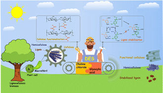 Graphical abstract: Functional deep eutectic solvent for lignocellulose valorization via lignin stabilization and cellulose functionalization