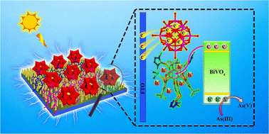 Graphical abstract: Highly efficient photoelectrocatalytic oxidation of arsenic(iii) with a polyoxometalate-thiacalix[4]arene-based metal–organic complex-modified bismuth vanadate photoanode