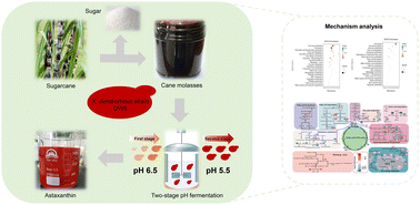 Graphical abstract: High astaxanthin production by Xanthophyllomyces dendrorhous strain DW6 from cane molasses using two-stage pH strategies