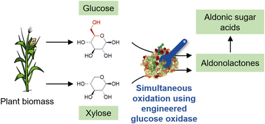 Graphical abstract: Engineering the substrate preference of glucose oxidase for the enzymatic oxidation of xylose