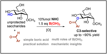 Graphical abstract: NHC/B(OH)3-mediated C3-selective acylation of unprotected monosaccharides: mechanistic insights and toward simpler/greener solutions