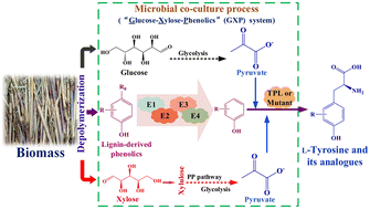 Graphical abstract: Full use of lignocellulosic biomass for efficient synthesis of l-tyrosine and its analogues by engineering microbial consortia