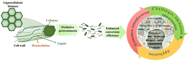 Graphical abstract: Role of advanced oxidation processes in lignocellulose pretreatment towards biorefinery applications: a review on emerging trends and economic considerations