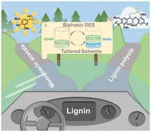 Graphical abstract: Solvent-triggered directional lignin valorization towards monomeric acetals or lignin polyols