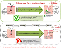 Graphical abstract: Optimization of a single-step enzymatic beamhouse: toward eco-friendly leather manufacturing