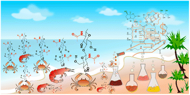 Graphical abstract: Shell waste valorization to chemicals: methods and progress